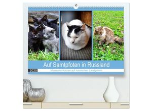 9783435037001 - Auf Samtpfoten in Russland - Museums-Katzen auf russischen Landgütern (hochwertiger Premium Wandkalender 2025 DIN A2 quer) Kunstdruck in Hochglanz