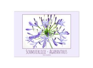 9783435037148 - Schmucklilie - Agapanthus (Wandkalender 2025 DIN A2 quer) CALVENDO Monatskalender