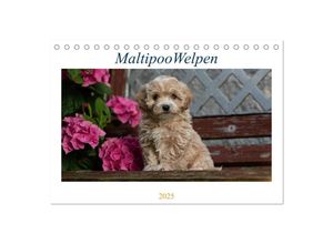 9783435037353 - Maltipoo Welpen (Tischkalender 2025 DIN A5 quer) CALVENDO Monatskalender