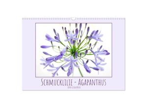 9783435037490 - Schmucklilie - Agapanthus (Wandkalender 2025 DIN A3 quer) CALVENDO Monatskalender