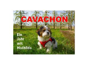 9783435037681 - Ein Jahr mit Mathilda CAVACHON (Wandkalender 2025 DIN A3 quer) CALVENDO Monatskalender