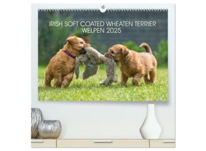 9783435037742 - IRISH SOFT COATED WHEATEN TERRIER WELPEN 2025 (hochwertiger Premium Wandkalender 2025 DIN A2 quer) Kunstdruck in Hochglanz