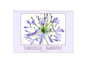 9783435037797 - Schmucklilie - Agapanthus (Wandkalender 2025 DIN A4 quer) CALVENDO Monatskalender