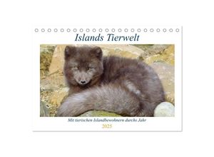 9783435037971 - Islands Tierwelt - Mit tierischen Inselbewohnern durchs Jahr (Tischkalender 2025 DIN A5 quer) CALVENDO Monatskalender