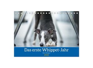 9783435039678 - Das erste Whippet-Jahr (Tischkalender 2025 DIN A5 quer) CALVENDO Monatskalender