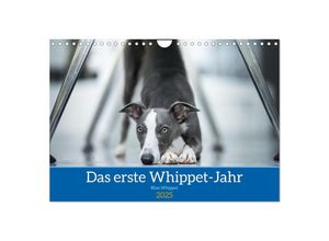 9783435040933 - Das erste Whippet-Jahr (Wandkalender 2025 DIN A4 quer) CALVENDO Monatskalender