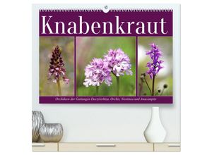 9783435041039 - Knabenkraut (hochwertiger Premium Wandkalender 2025 DIN A2 quer) Kunstdruck in Hochglanz