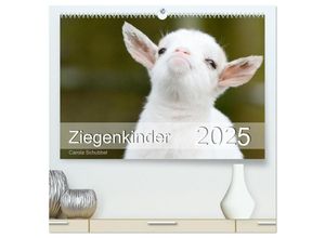 9783435043200 - Ziegenkinder (hochwertiger Premium Wandkalender 2025 DIN A2 quer) Kunstdruck in Hochglanz