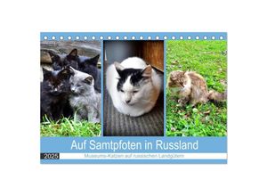 9783435045112 - Auf Samtpfoten in Russland - Museums-Katzen auf russischen Landgütern (Tischkalender 2025 DIN A5 quer) CALVENDO Monatskalender