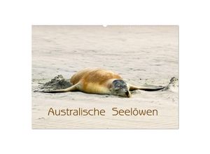 9783435045297 - Australische Seelöwen (Wandkalender 2025 DIN A2 quer) CALVENDO Monatskalender