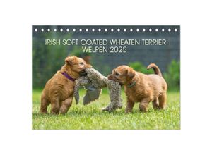 9783435046263 - IRISH SOFT COATED WHEATEN TERRIER WELPEN 2025 (Tischkalender 2025 DIN A5 quer) CALVENDO Monatskalender