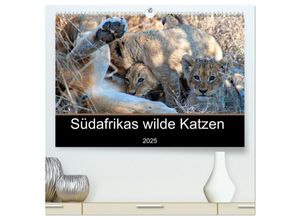 9783435046348 - Südafrikas wilde Katzen (hochwertiger Premium Wandkalender 2025 DIN A2 quer) Kunstdruck in Hochglanz