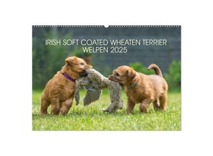 9783435046621 - IRISH SOFT COATED WHEATEN TERRIER WELPEN 2025 (Wandkalender 2025 DIN A2 quer) CALVENDO Monatskalender