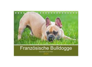 9783435046997 - Französische Bulldogge - Kleine Helden auf vier Pfoten (Tischkalender 2025 DIN A5 quer) CALVENDO Monatskalender