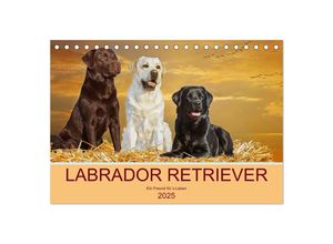 9783435047772 - Labrador Retriever - Ein Freund für´s Leben (Tischkalender 2025 DIN A5 quer) CALVENDO Monatskalender