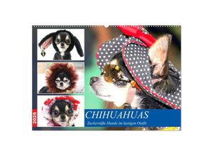 9783435049318 - Chihuahuas Zuckersüße Hunde im lustigen Outfit (Wandkalender 2025 DIN A2 quer) CALVENDO Monatskalender