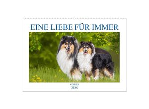 9783435049455 - Eine Liebe für immer - Collies (Wandkalender 2025 DIN A2 quer) CALVENDO Monatskalender