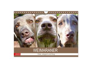 9783435050611 - Weimaraner Edel elegant und klug (Wandkalender 2025 DIN A4 quer) CALVENDO Monatskalender