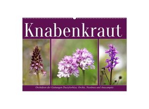 9783435051007 - Knabenkraut (Wandkalender 2025 DIN A2 quer) CALVENDO Monatskalender