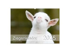9783435052929 - Ziegenkinder (Wandkalender 2025 DIN A2 quer) CALVENDO Monatskalender