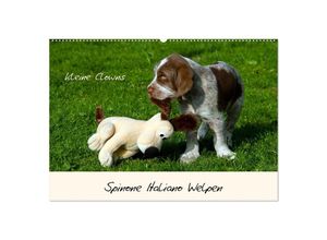 9783435053742 - Spinone Italiano Welpen - Kleine Clowns (Wandkalender 2025 DIN A2 quer) CALVENDO Monatskalender