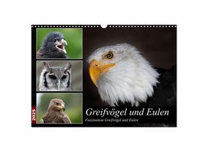 9783435055647 - Greifvögel und Eulen (Wandkalender 2025 DIN A3 quer) CALVENDO Monatskalender