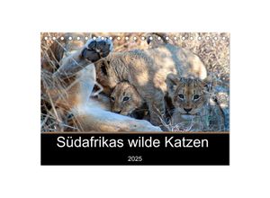 9783435056460 - Südafrikas wilde Katzen (Tischkalender 2025 DIN A5 quer) CALVENDO Monatskalender