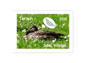 9783435118687 - Tierisch - Süßes Witziges (Wandkalender 2025 DIN A2 quer) CALVENDO Monatskalender
