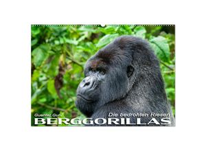 9783435119080 - Berggorillas die bedrohten Riesen (Wandkalender 2025 DIN A2 quer) CALVENDO Monatskalender