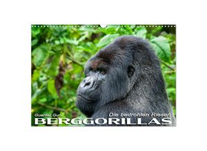 9783435119387 - Berggorillas die bedrohten Riesen (Wandkalender 2025 DIN A3 quer) CALVENDO Monatskalender