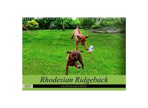 9783435128389 - Rhodesian Ridgeback ein Clown auf 4 Pfoten (Wandkalender 2025 DIN A3 quer) CALVENDO Monatskalender