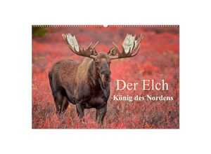 9783435128594 - Der Elch - König des Nordens (Wandkalender 2025 DIN A2 quer) CALVENDO Monatskalender