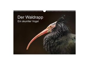 9783435136421 - Der Waldrapp - Ein skurriler Vogel (Wandkalender 2025 DIN A3 quer) CALVENDO Monatskalender