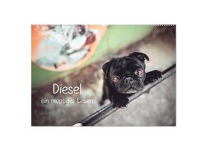 9783435136902 - Diesel - ein mopsiges Leben (Wandkalender 2025 DIN A2 quer) CALVENDO Monatskalender