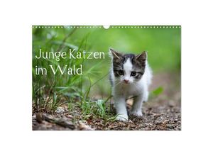 9783435142194 - Junge Katzen im Wald (Wandkalender 2025 DIN A3 quer) CALVENDO Monatskalender