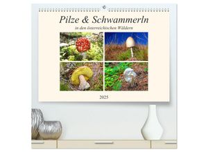 9783435142521 - Pilze & Schwammerln (hochwertiger Premium Wandkalender 2025 DIN A2 quer) Kunstdruck in Hochglanz