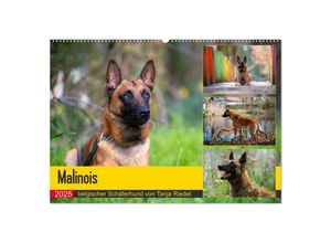 9783435144808 - Malinois - belgischer Schäferhund (Wandkalender 2025 DIN A2 quer) CALVENDO Monatskalender