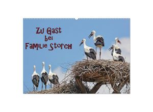 9783435144945 - Zu Gast bei Familie Storch (Wandkalender 2025 DIN A2 quer) CALVENDO Monatskalender