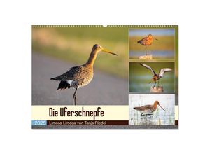 9783435145096 - Die Uferschnepfe Limosa limosa (Wandkalender 2025 DIN A2 quer) CALVENDO Monatskalender