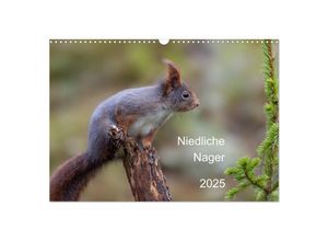 9783435145560 - Niedliche Nager (Wandkalender 2025 DIN A3 quer) CALVENDO Monatskalender