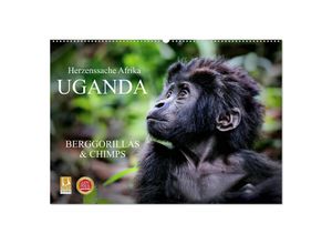 9783435150625 - UGANDA - Berggorillas & Chimps (Wandkalender 2025 DIN A2 quer) CALVENDO Monatskalender