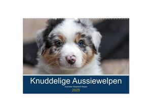 9783435150748 - Australian Shepherd Welpen 2025 (Wandkalender 2025 DIN A2 quer) CALVENDO Monatskalender