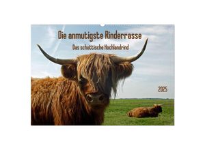 9783435156054 - Die anmutigste Rinderrasse - Das schottische Hochlandrind (Wandkalender 2025 DIN A2 quer) CALVENDO Monatskalender