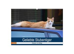 9783435159437 - Geliebte Stubentiger - Katzen im Alltag (Wandkalender 2025 DIN A2 quer) CALVENDO Monatskalender