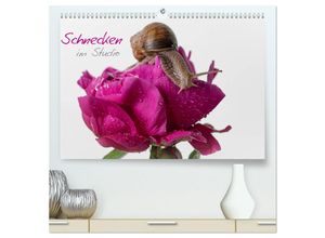 9783435224074 - Schnecken im Studio (hochwertiger Premium Wandkalender 2025 DIN A2 quer) Kunstdruck in Hochglanz