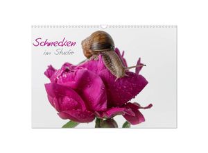 9783435225361 - Schnecken im Studio (Wandkalender 2025 DIN A3 quer) CALVENDO Monatskalender