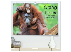 9783435226252 - Orang Utans Zu Besuch im Regenwald (hochwertiger Premium Wandkalender 2025 DIN A2 quer) Kunstdruck in Hochglanz