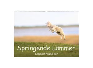 9783435226573 - Springende Lämmer Lebensfreude pur (Wandkalender 2025 DIN A2 quer) CALVENDO Monatskalender