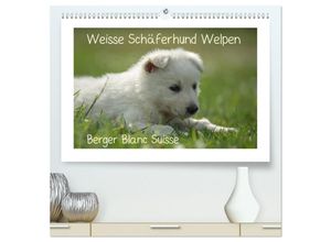 9783435228898 - Weisse Schäferhund Welpen - Berger Blanc Suisse (hochwertiger Premium Wandkalender 2025 DIN A2 quer) Kunstdruck in Hochglanz