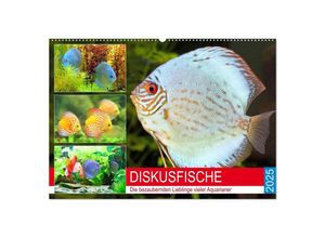 9783435229710 - Diskusfische Die bezaubernden Lieblinge vieler Aquarianer (Wandkalender 2025 DIN A2 quer) CALVENDO Monatskalender